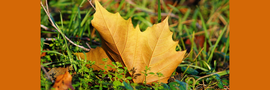 Ahornblatt. Foto: Karsten Paulick, Pixabay.