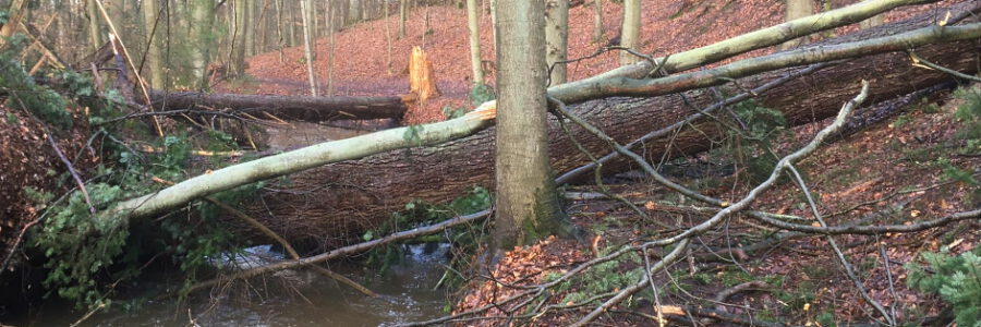 Aufgrund der Sturmschäden, wie hier im Hasenburger Wald, dürfen die Wälder im Stadtgebiet bis auf Weiteres nicht betreten werden. Foto: Hansestadt Lüneburg