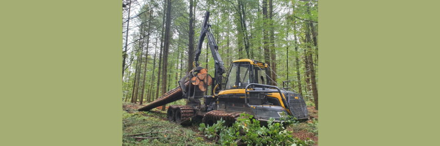 Durch den Regen sind die Böden aufgeweicht und das eingeschlagene Holz im Lüneburger Stadtforstamt kann nicht aus dem Wald an die Hauptwege transportiert werden. Foto: Stadtforstamt Lüneburg.
