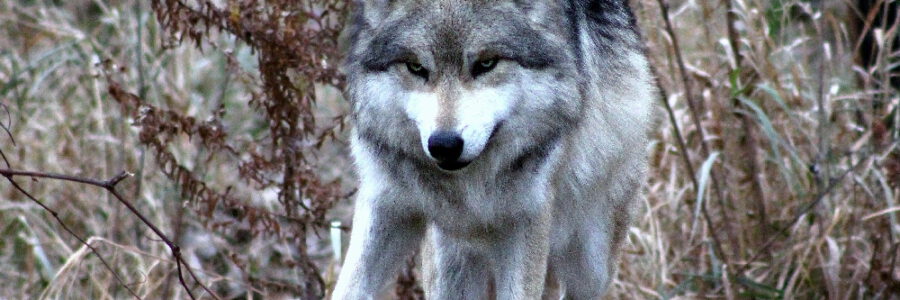 Wolf. Foto: Steve Felberg, Pixabay.