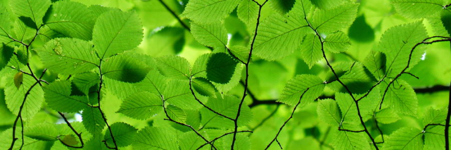 Buchenblätter. Foto: Hans Braxmeier, Pixabay.