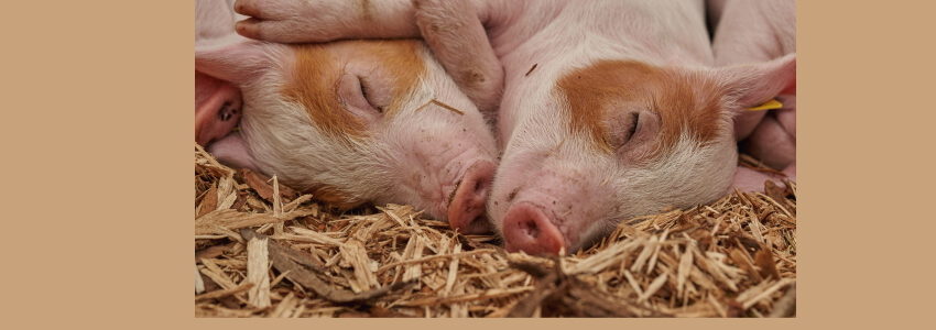 Schweine. Foto: Roy Buri, Pixabay.