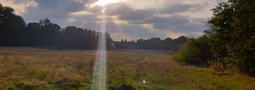 Feld Haferkamp. Foto: A. Denecke.