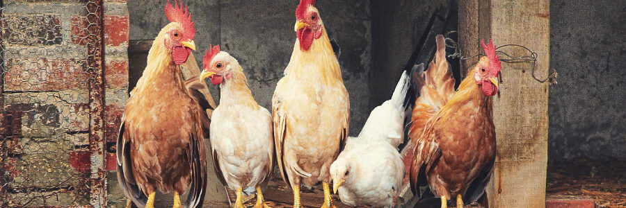 Hühner vor dem Stall. Foto: ELG21, Pixabay.