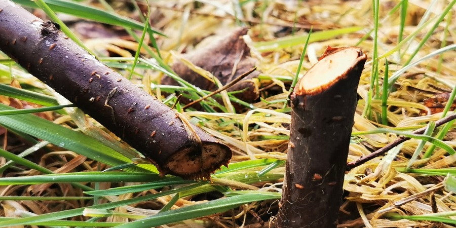 Abgeschnittene Stämmchen. Vandalismus im Stadtforst Bardowick. Foto: Hansestadt Lüneburg.