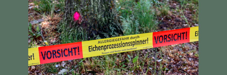 Eichenprozessionsspinner. Foto: Alexander Fox | PlaNet Fox. Pixabay.