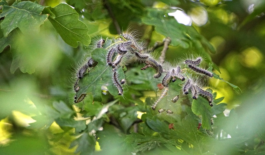 Eichenprozessionsspinner. Foto: LeeleeUusikuu, Pixabay.