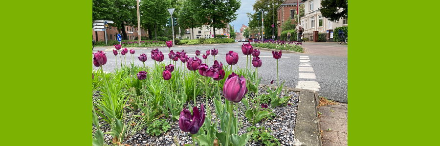 Tulpen am Handwerkerplatz. Foto: Hansestadt Lüneburg.