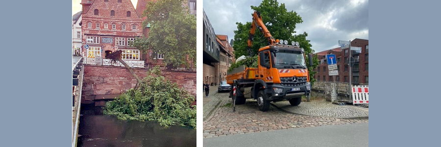 Umgestürzte Linde, 20.05.2022. Foto: Hansestadt Lüneburg.
