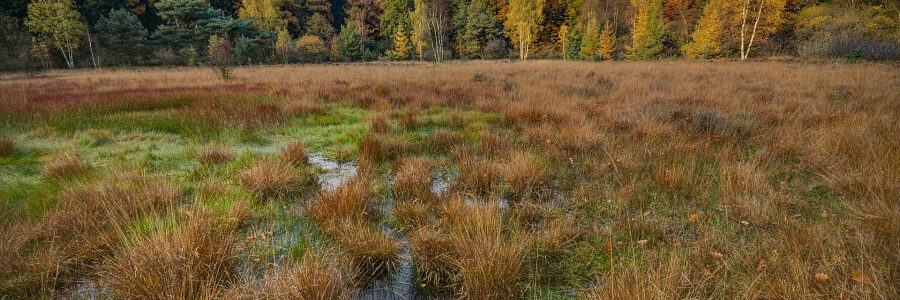 Moor-Wiese, Foto: Rudy and Peter Skitterians, Pixabay.