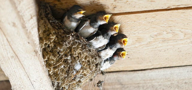 Ganz schön hungrig ... Schwalbennest mit Jungen. Foto: Joachim Marian Winkler, Pixabay.