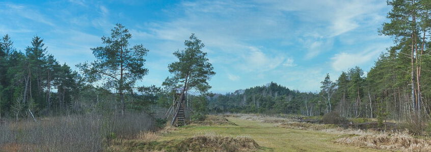 Wald - Heide. Foto: Manfred Antranias Zimmer, Pixabay.