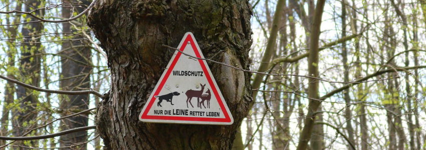 Leine rettet Leben. Foto: Christian Storb, Pixabay.