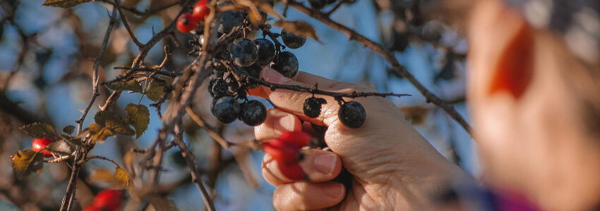 Obst - Beeren pflücken. Foto: Dave LZ, Pixabay.