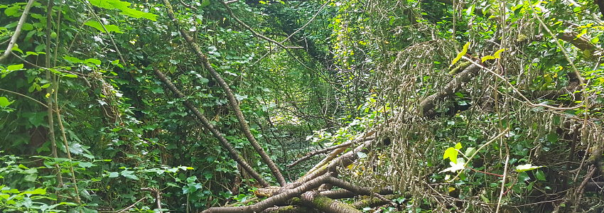 Stadtdschungel. Foto: AG Urbane Wildnis.