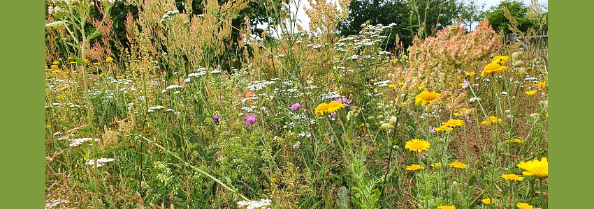 Wilde Miniwiese. Foto: Dr. O. Anderßon.