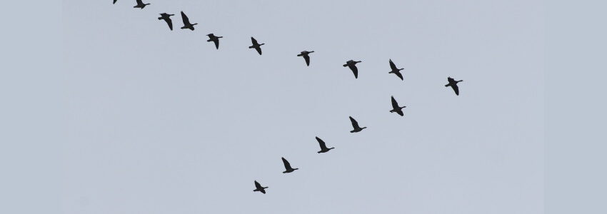 Vogelflug Wildgänse. Foto: Frauke Feind, Pixabay.