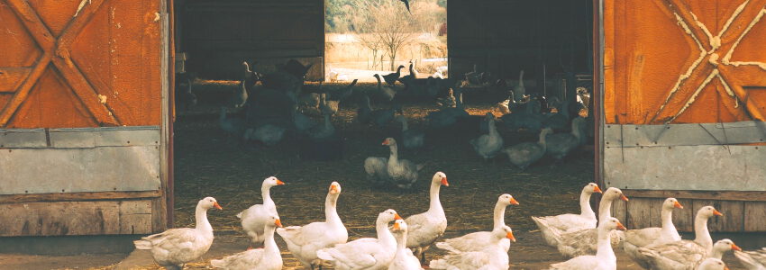 Geflügelhof mit Gänsen. Foto: Janusz Walczak, Pixabay.