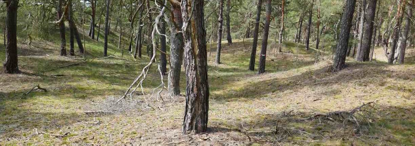 Waldmoos im Kiefernwald, Foto: Petra Fischer