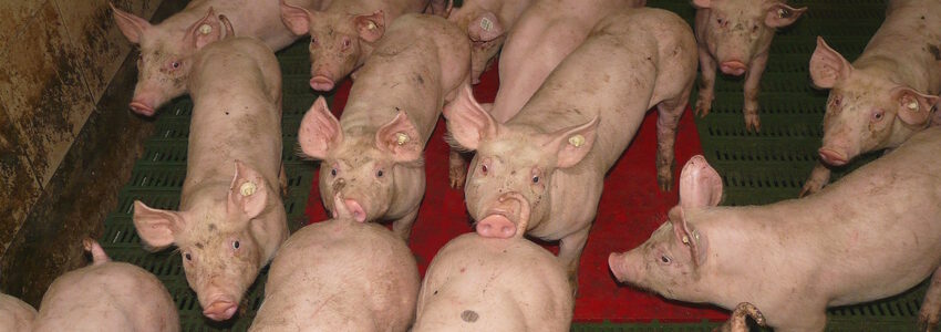 Schweinezucht. Foto: Hans, Pixabay.
