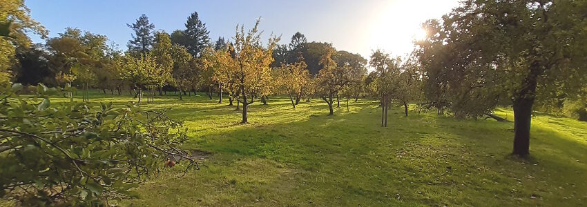 Bäume, Obstwiese. Foto: Lüne-Blog.