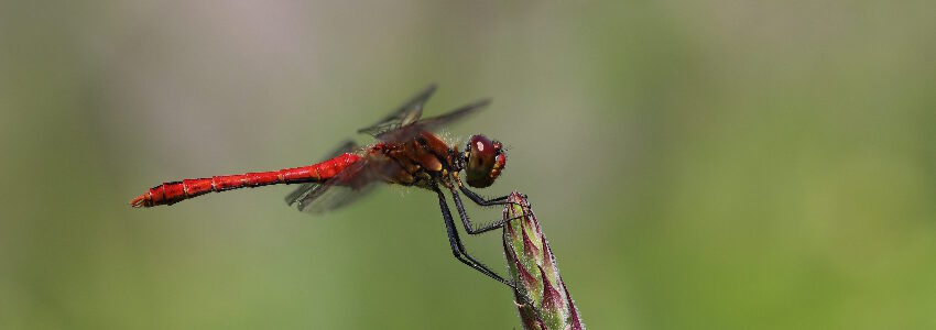 Foto: Stefan Brand. Blutrote Heidelibelle.