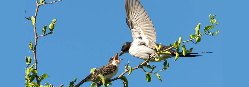Schwalben. Foto: Beto, Pixabay.