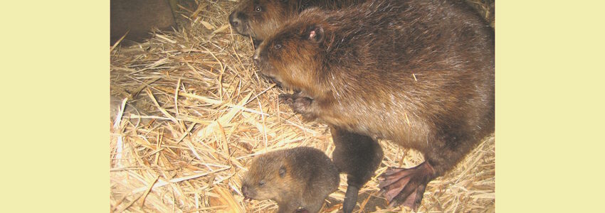 Foto: Biosphaerium Elbtalaue. Bibernachwuchs.