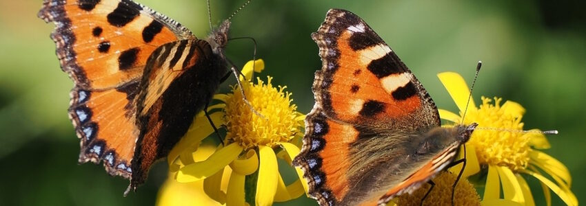 Kleiner Fuchs (Aglais urticae): Seine Raupen fressen nur an Brennnesseln und profitieren besonders von „wilden Ecken" im Garten (Foto: Jakob Fahr).