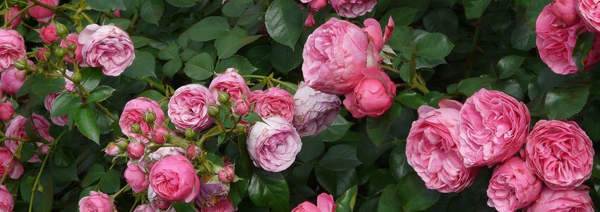 Blühende Rosen. Foto: Hans, Pixabay.