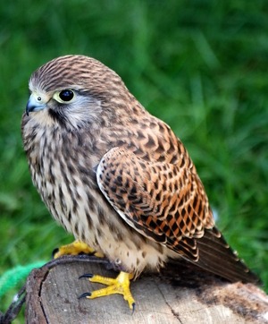 Turmfalke. Foto: Stevebidmead, Pixabay.