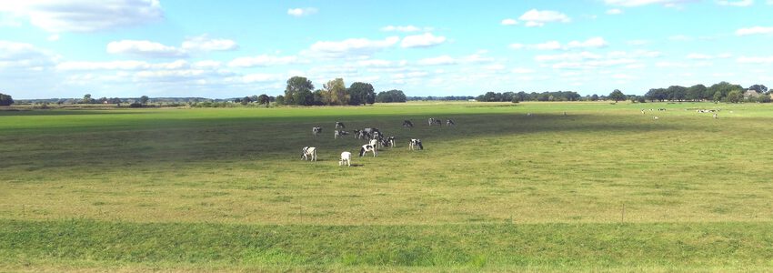 Elbauen. Foto: Dieter, Pixabay.