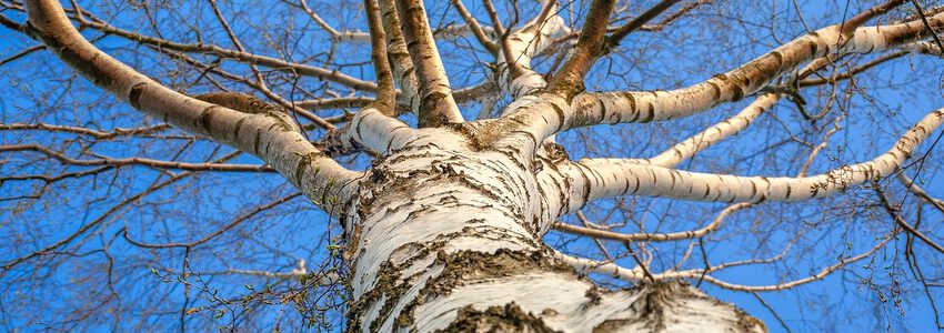 Birke. Foto: analogicus, Pixabay.