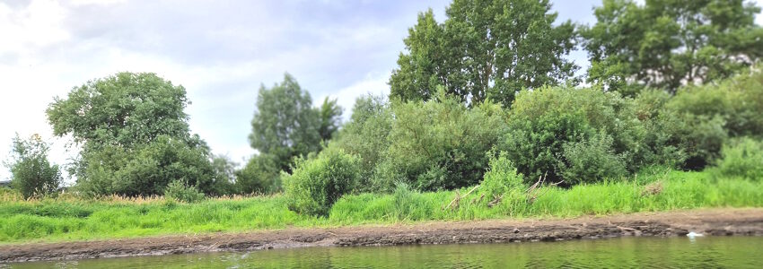 Foto: BUND. Dies Auengehölz soll komplett gerodet werden.