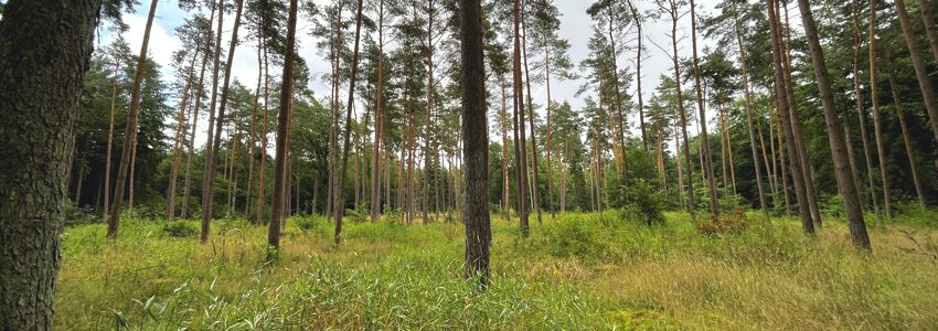Waldstück im Tiergarten. Foto: Stadtforstamt Lüneburg.