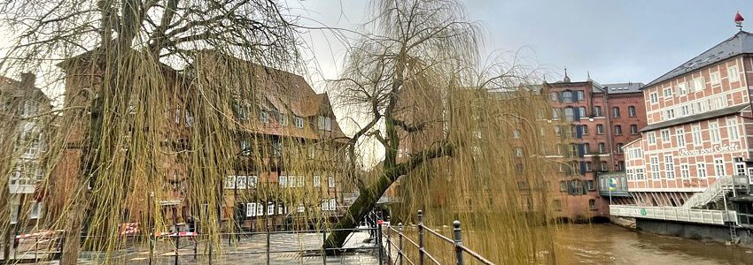 Trauerweide am Stintmarkt. Foto: Hansestadt Lüneburg.