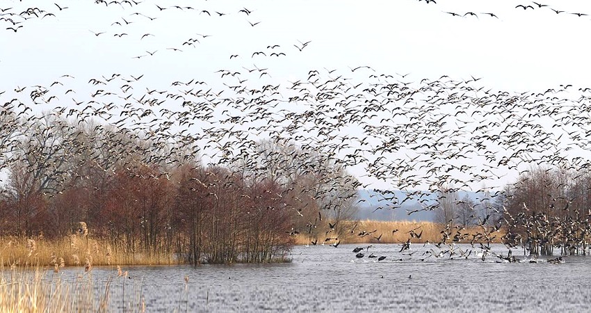 Foto: BUND Elbe-Heide. Wasserstelle bei Eichholz.