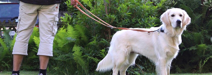 Hund an der Leine im Grünen. Foto: Xaya, Pixabay.