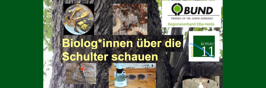 BUND Elbe-Heide: Biolog:innen über die Schulter schauen, 29. Juni 2024. Fotos: Stephan Joecke.