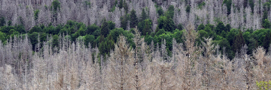 Borkenkäfer-Fichten und Laubholz an Gewässerlauf im Oberharz. Foto: NNA, H.-J. Zietz.