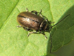 Heideblattkäfer. Foto: Lairich Rig, CC BY-SA 2.0, https://commons.wikimedia.org/w/index.php?curid=14004924