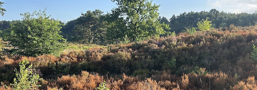 Foto: Landkreis Harburg. Der Heideblattkäfer hat in der Wulmstorfer Heide in einigen Bereichen große Teile der Heidepflanzen entlaubt. Pflegemaßnahmen sind für die kalte Jahreszeit geplant.