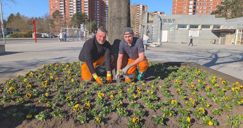 Foto: Hansestadt Lüneburg. Robert Naumann und Paul Minks von der AGL starten mit der Frühjahrsbepflanzung am St.-Stephanus-Platz.