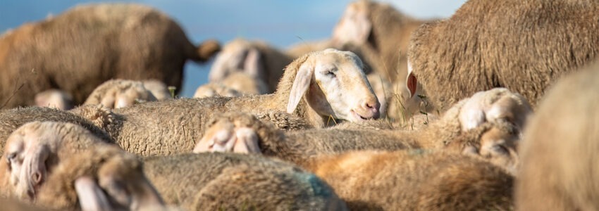 Foto: Willfried Wende, Pixabay. Gruppe von Schafen.