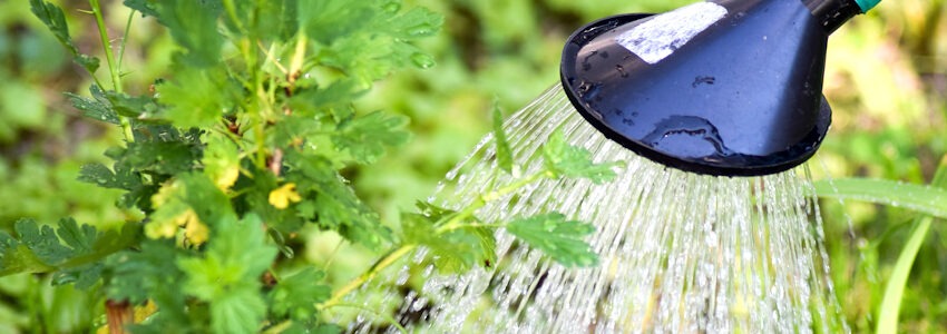 Foto: Annawaldl, Pixabay. Gießkanne im Garten.