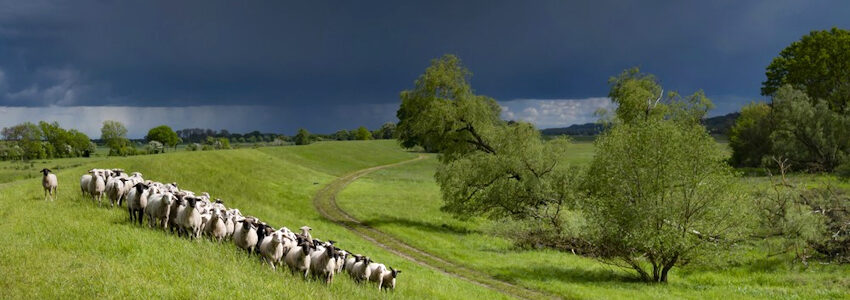 Foto: Uwe Schlüter. Gewitterwolken und eine Schafherde auf dem Deich, nahe der Fährverbindung in Amt Neuhaus.